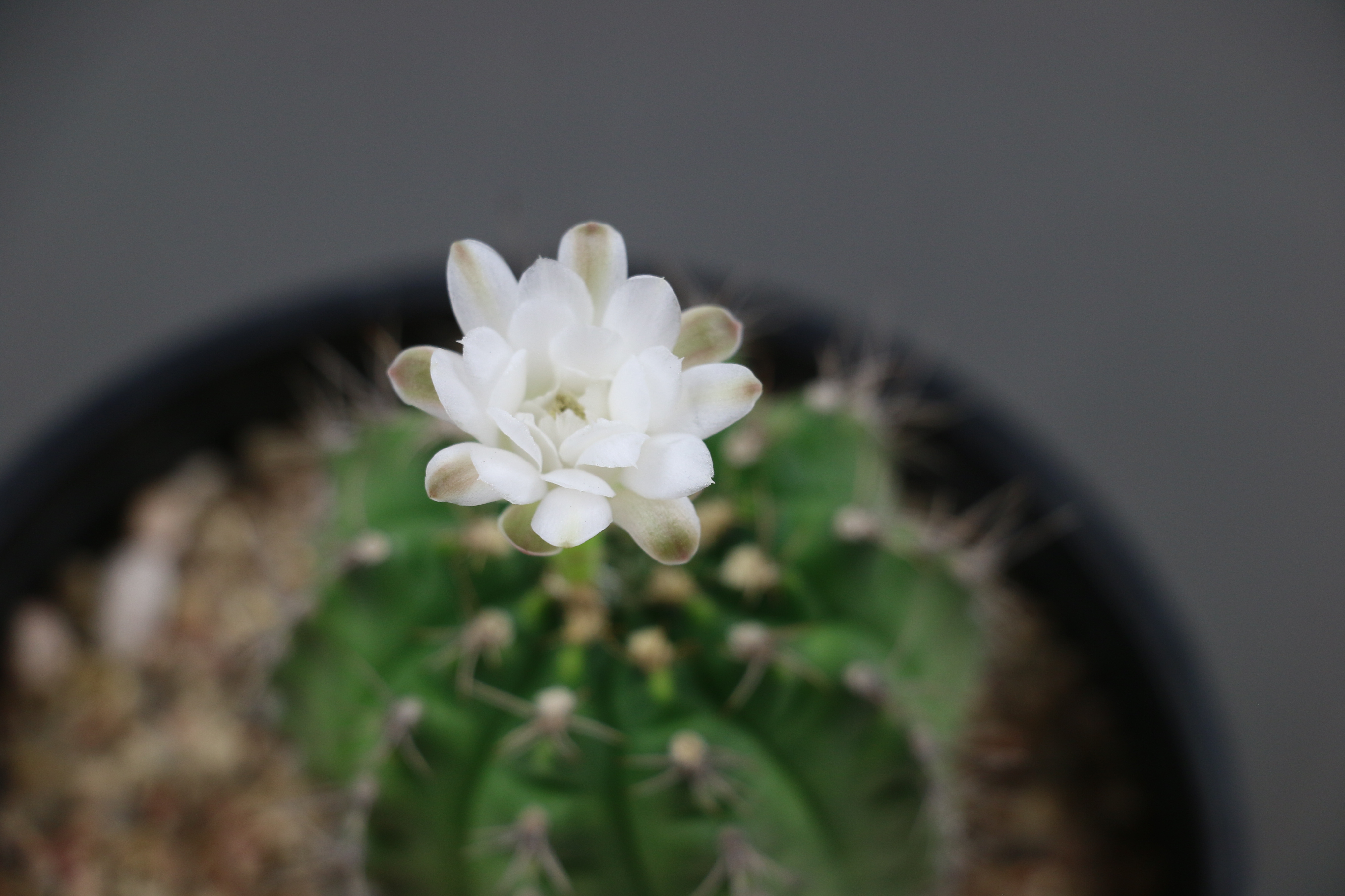 красивый белый цветок у кактуса