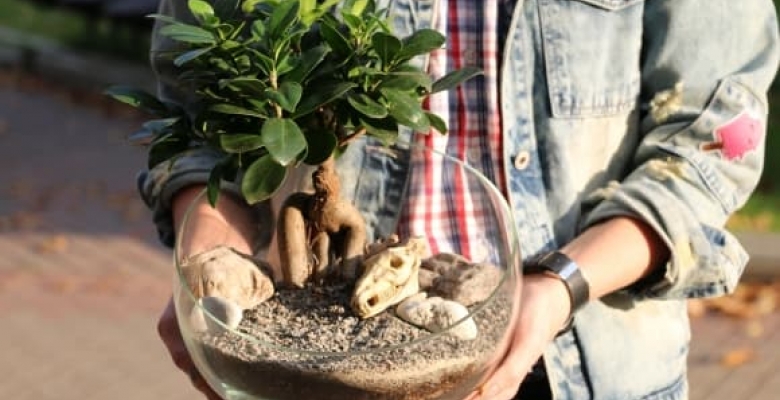 How to care for bonsai at home