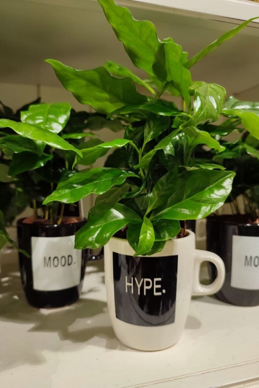 Кофейное дерево Mood / Hype